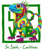 Caribbean green iguana