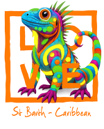 Caribbean Orange Iguana