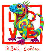 Caribbean red iguana